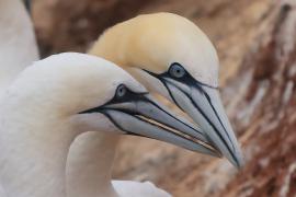 Głuptak - Morus bassanus - Northern Gannet