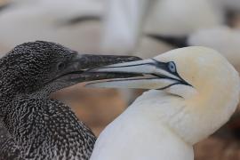 Głuptak - Morus bassanus - Northern Gannet