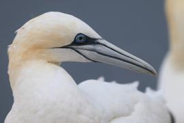 Głuptak - Morus bassanus - Northern Gannet