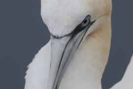 Głuptak - Morus bassanus - Northern Gannet