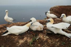 Głuptak - Morus bassanus - Northern Gannet