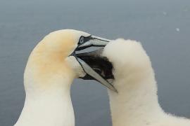 Głuptak - Morus bassanus - Northern Gannet