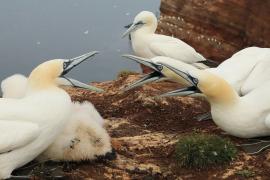 Głuptak - Morus bassanus - Northern Gannet