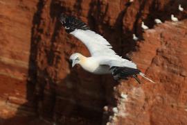 Głuptak - Morus bassanus - Northern Gannet