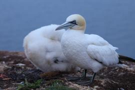 Głuptak - Morus bassanus - Northern Gannet