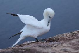 Głuptak - Morus bassanus - Northern Gannet