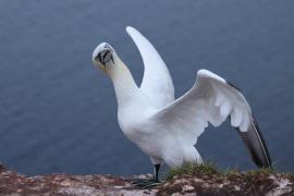 Głuptak - Morus bassanus - Northern Gannet