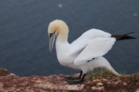 Głuptak - Morus bassanus - Northern Gannet