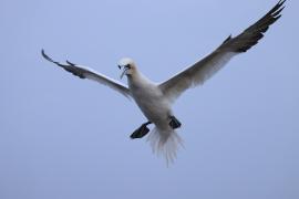 Głuptak - Morus bassanus - Northern Gannet