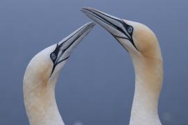 Głuptak - Morus bassanus - Northern Gannet