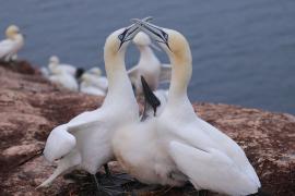 Głuptak - Morus bassanus - Northern Gannet