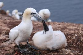 Głuptak - Morus bassanus - Northern Gannet