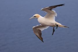 Głuptak - Morus bassanus - Northern Gannet