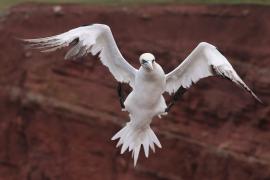 Głuptak - Morus bassanus - Northern Gannet