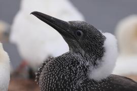 Głuptak - Morus bassanus - Northern Gannet