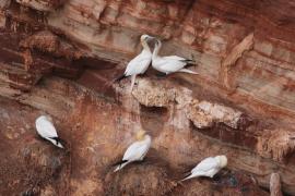 Głuptak - Morus bassanus - Northern Gannet