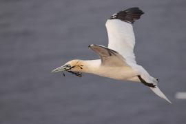 Głuptak - Morus bassanus - Northern Gannet