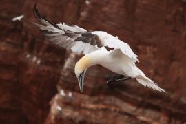 Głuptak - Morus bassanus - Northern Gannet