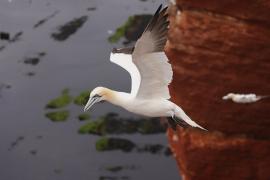 Głuptak - Morus bassanus - Northern Gannet