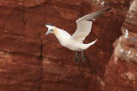 Głuptak - Morus bassanus - Northern Gannet