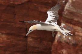 Głuptak - Morus bassanus - Northern Gannet