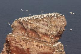 Głuptak - Morus bassanus - Northern Gannet