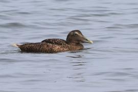 Edredon - Somateria mollissima - Common Eider