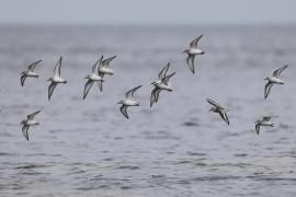 Piaskowiec - Calidris alba - Sanderling