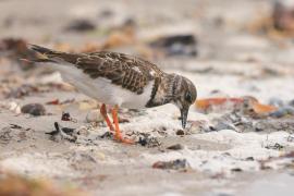 Kamusznik - Arenaria interpres - Ruddy Turnstone