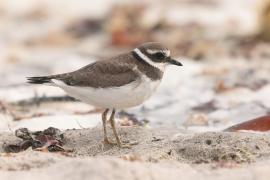 Sieweczka obrożna - Charadrius hiaticula - Common Ringed Plover