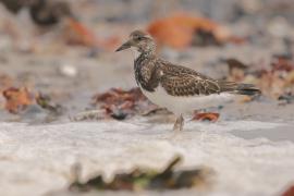 Kamusznik - Arenaria interpres - Ruddy Turnstone