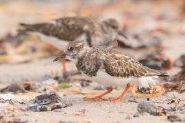 Kamusznik - Arenaria interpres - Ruddy Turnstone