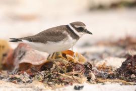 Sieweczka obrożna - Charadrius hiaticula - Common Ringed Plover