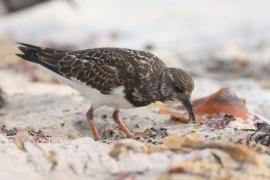 Kamusznik - Arenaria interpres - Ruddy Turnstone