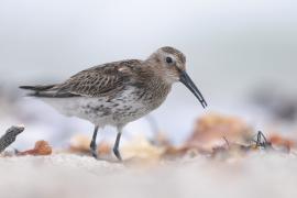 Biegus zmienny - Calidris alpina - Dunlin