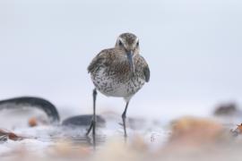 Biegus zmienny - Calidris alpina - Dunlin