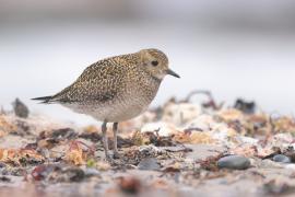 Siewka złota - Pluvialis apricaria - European Golden Plover