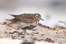 Siewka złota - Pluvialis apricaria - European Golden Plover