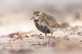 Siewka złota - Pluvialis apricaria - European Golden Plover