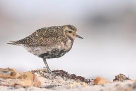 Siewka złota - Pluvialis apricaria - European Golden Plover