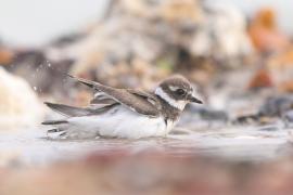 Sieweczka obrożna - Charadrius hiaticula - Common Ringed Plover