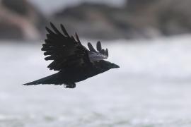 Czarnowron - Corvus corone - Carrion Crow