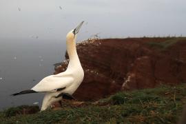 Głuptak - Morus bassanus - Northern Gannet