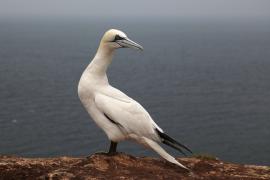 Głuptak - Morus bassanus - Northern Gannet