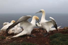 Głuptak - Morus bassanus - Northern Gannet