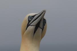 Głuptak - Morus bassanus - Northern Gannet