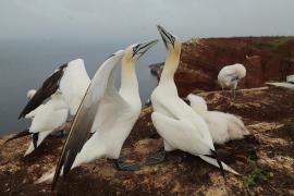 Głuptak - Morus bassanus - Northern Gannet