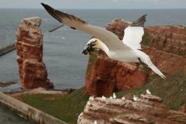 Głuptak - Morus bassanus - Northern Gannet