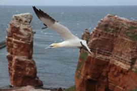 Głuptak - Morus bassanus - Northern Gannet