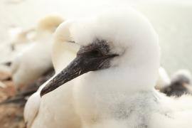 Głuptak - Morus bassanus - Northern Gannet
